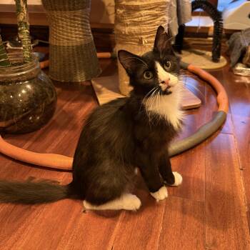 Milan -  Domestic Medium Hair Cat for Adoption - Milan | PetCurious
