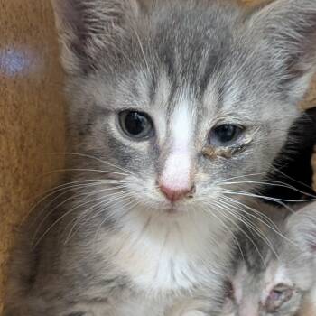 Killian -  Domestic Short Hair Cat for Adoption in Philadelphia, Pennsylvania - Killian | PetCurious