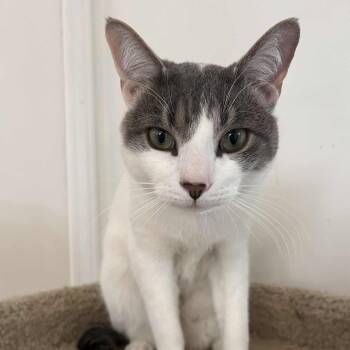 Domestic Short Hair Cats Available for Adoption in Huntington, New York - Derek | PetCurious