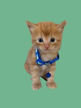Junito - The Cuddle Kitty -  Tabby Cat for Adoption in Carolina, Carolina - Junito - The Cuddle Kitty | PetCurious