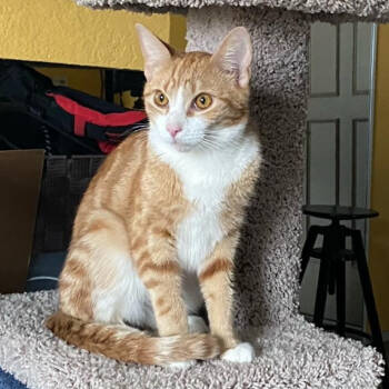 Rescue Domestic Short Hair Cats for Adoption in Los Angeles, California - Pacific Punch | PetCurious