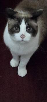 Snowshoe Cats Available for Adoption in Battle Ground, Washington - Mojik | PetCurious