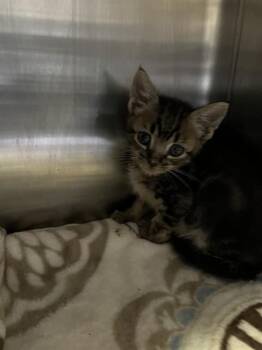 BENNIE -  Domestic Medium Hair Cat for Adoption in Stockton, California - BENNIE | PetCurious