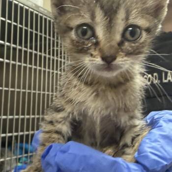Domestic Short Hair Cats Available for Adoption in Columbus, Georgia - 4/23/2026-Stray-ApexRoad-3 | PetCurious
