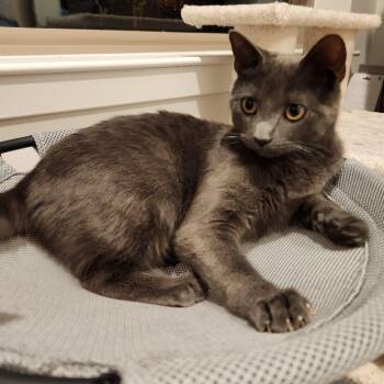 Rescue Domestic Short Hair Cats for Adoption in Laurel, Maryland - Flower-Beautiful & Sweet! | PetCurious