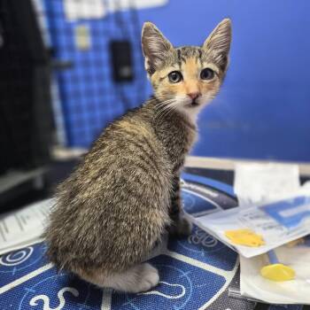 Liv Morgan -  Domestic Short Hair Cat for Adoption in Wahiawa, Hawaii - Liv Morgan | PetCurious