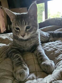 Don Washington TNR -  Domestic Short Hair Cat for Adoption in West Peoria, Illinois - Don Washington TNR | PetCurious
