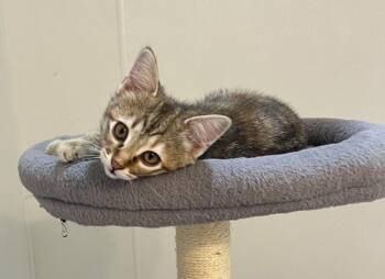 Petunia Pea -  Domestic Short Hair Cat for Adoption in Millcreek, Utah - Petunia Pea | PetCurious