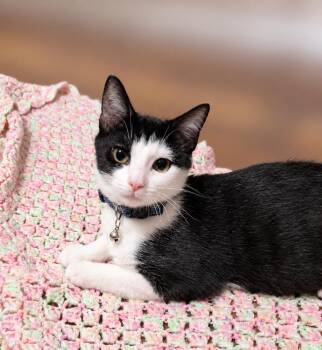 Murphy T "Murph" -  Tuxedo Cat for Adoption in Fresno, California - Murphy T "Murph" | PetCurious