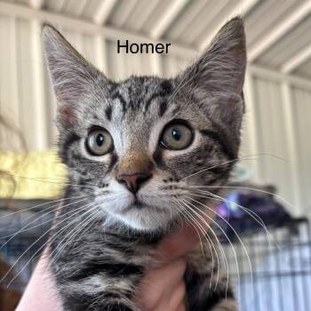 Homer -  Domestic Short Hair Cat for Adoption in Hartford City, Indiana - Homer | PetCurious