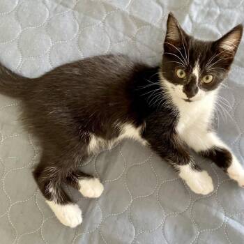 MERRITT -  Domestic Short Hair Cat for Adoption in Richmond, California - MERRITT | PetCurious