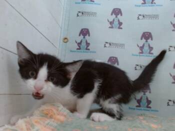 ANNIE -  Domestic Short Hair Cat for Adoption in Orlando, Florida - ANNIE | PetCurious