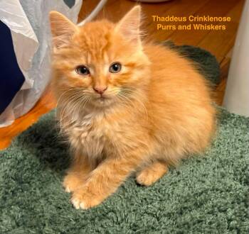 Thaddeus Crinklenose -  Domestic Long Hair Cat for Adoption in New Hartford, New York - Thaddeus Crinklenose | PetCurious