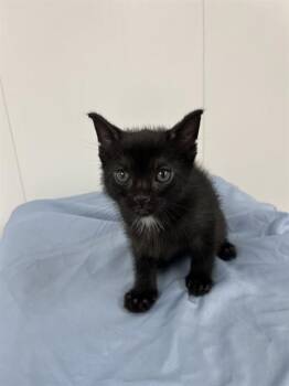 Domestic Short Hair Cats Available for Adoption in Fort Lauderdale, Florida - NANI | PetCurious