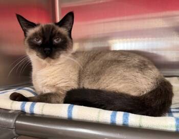 Rescue Siamese and Domestic Short Hair Cats for Adoption in Willmar, Minnesota - Jacs | PetCurious