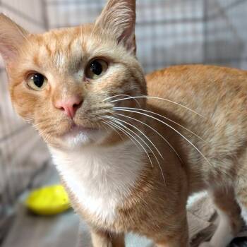Mango -  Domestic Short Hair Cat for Adoption in Montclair, New Jersey - Mango | PetCurious