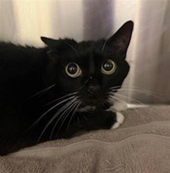 Domestic Short Hair Cats Available for Adoption in Conroe, Texas - BOOTS | PetCurious