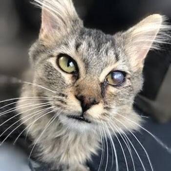 Cy -  Domestic Medium Hair Cat for Adoption in Woodstock, Illinois - Cy | PetCurious