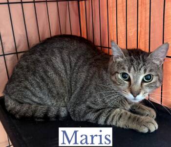 Domestic Short Hair Cats Available for Adoption in Berkeley Springs, West Virginia - Mantle & Maris | PetCurious