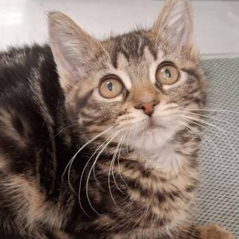 Gretel -  Domestic Short Hair Cat for Adoption in Belmont, New York - Gretel | PetCurious