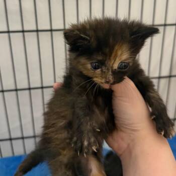 Louise -  Domestic Medium Hair Cat for Adoption in Montgomery, Alabama - Louise | PetCurious