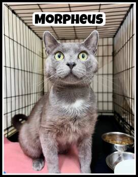 Morpheus (FCID# 05/20/2026 - 403) Willow Grove -  Domestic Short Hair and Russian Blue Cat for Adoption in Greenville, Delaware - Morpheus (FCID# 05/20/2026 - 403) Willow Grove | PetCurious