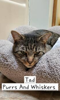 Domestic Short Hair Cats Available for Adoption - Tad | PetCurious
