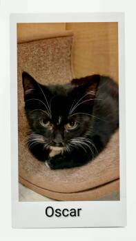 Oscar -  Domestic Short Hair Cat for Adoption in Caistor Centre, Ontario - Oscar | PetCurious