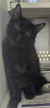 CONNOR -  Domestic Short Hair Cat for Adoption in St. Peters, Missouri - CONNOR | PetCurious