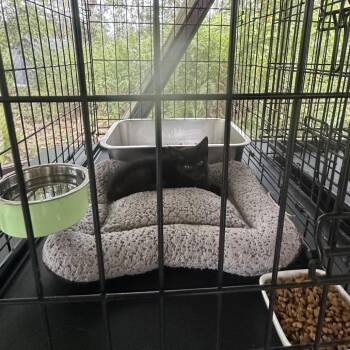 Nova -  Domestic Short Hair Cat for Adoption in Pahoa, Hawaii - Nova | PetCurious