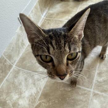 Kiddy -  Domestic Short Hair Cat for Adoption in Midland, Texas - Kiddy | PetCurious