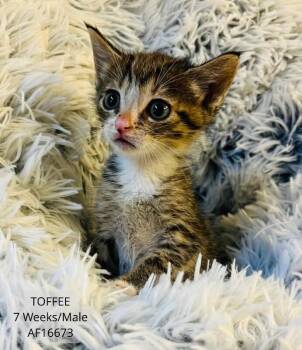 Toffee -  Domestic Short Hair Cat for Adoption - Toffee | PetCurious