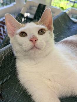 Chad -  Domestic Short Hair Cat for Adoption in Honolulu, Hawaii - Chad | PetCurious