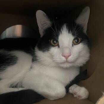 Basil -  Domestic Short Hair Cat for Adoption in Fairport, New York - Basil | PetCurious