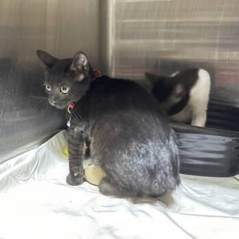 Raven -  Domestic Short Hair Cat for Adoption in Caldwell, Texas - Raven | PetCurious