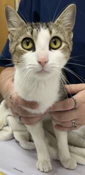 Rescue Domestic Short Hair Cats for Adoption - CINNAMON | PetCurious