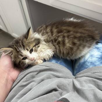 Piper -  Domestic Long Hair Cat for Adoption in Huntsville, Alabama - Piper | PetCurious