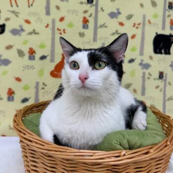 Norman -  Domestic Short Hair Cat for Adoption in Riverwoods, Illinois - Norman | PetCurious