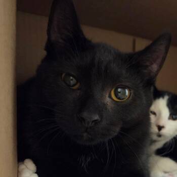 Gaylan -  Domestic Short Hair Cat for Adoption in Ballston Spa, New York - Gaylan | PetCurious