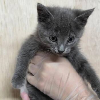 Domestic Short Hair Cats Available for Adoption in Lucedale, Mississippi - GANDOLF | PetCurious