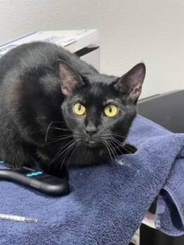 Rescue Domestic Short Hair Cats for Adoption in West Chester, Pennsylvania - Yin | PetCurious