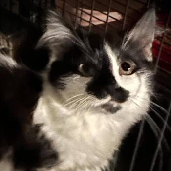 Daffy -  Maine Coon and Domestic Long Hair Cat for Adoption in Carmel, Indiana - Daffy | PetCurious