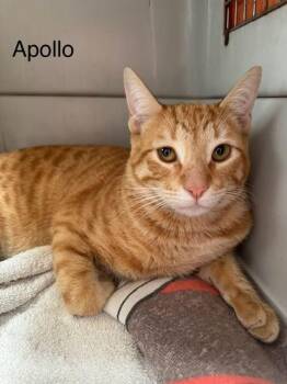 Rescue Tabby Cats for Adoption in Eagle, Colorado - Apollo | PetCurious