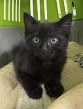 LANI -  Domestic Short Hair Cat for Adoption in Riverside, California - LANI | PetCurious
