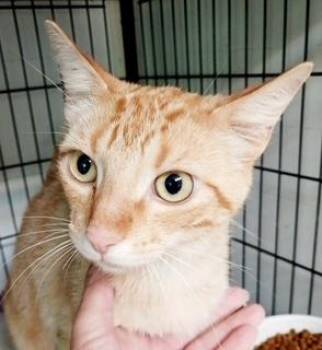 Oakland -  Domestic Short Hair Cat for Adoption in Bulverde, Texas - Oakland | PetCurious