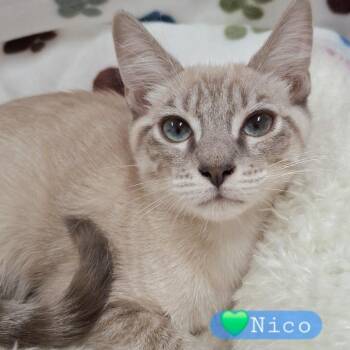 Nico -  Siamese and Snowshoe Cat for Adoption in Yorba Linda, California - Nico | PetCurious