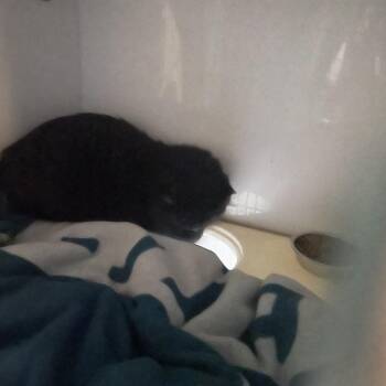 Domestic Medium Hair Cats Available for Adoption - Sandra Jr. | PetCurious