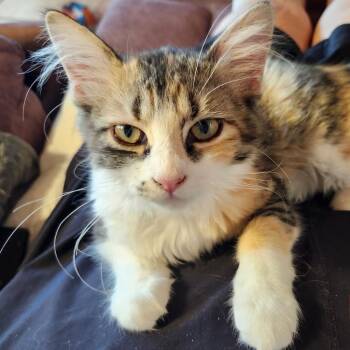 Prima -  Calico and Domestic Long Hair Cat for Adoption in Las Cruces, New Mexico - Prima | PetCurious