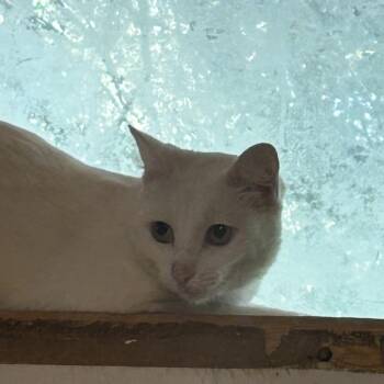 Domestic Short Hair Cats Available for Adoption in Leander, Texas - Snug | PetCurious