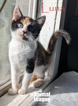 Rescue Calico Cats for Adoption in Groveland, Florida - Luna | PetCurious